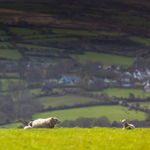 Dinas Island - 13 April 2014 / Dinas Island Farm