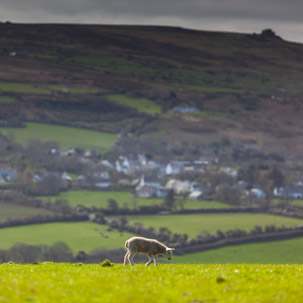 Dinas Island - 13 April 2014 / Dinas Island Farm