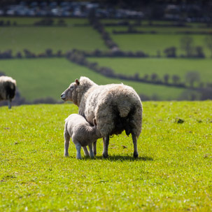 Dinas Island - 13 April 2014 / Lamb