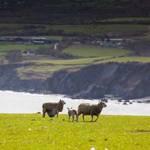 Dinas Island - 13 April 2014 / Lamb