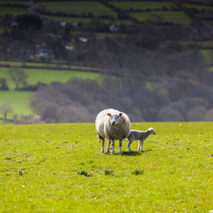 Dinas Island - 13 April 2014 / Lamb