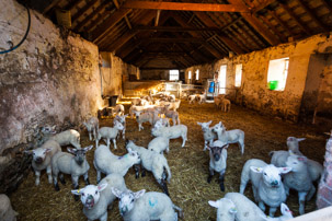 Dinas Island - 13 April 2014 / The hospital or nursery at the farm