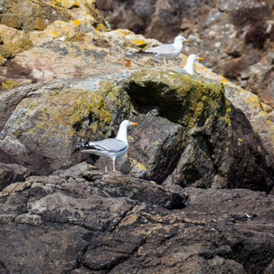 Ramsey Island - 14 April 2014 / Ramsey Island