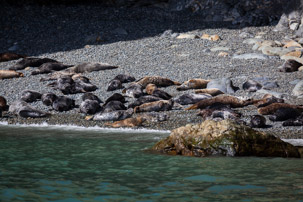 Ramsey Island - 14 April 2014 / Seals