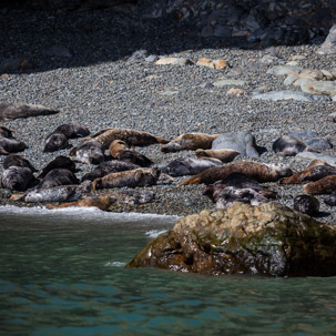 Ramsey Island - 14 April 2014 / Seals