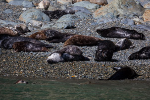 Ramsey Island - 14 April 2014 / Seals