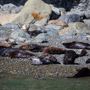 Ramsey Island - 14 April 2014 / Seals