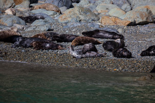 Ramsey Island - 14 April 2014 / Seals