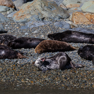 Ramsey Island - 14 April 2014 / Seals