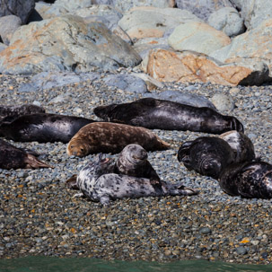 Ramsey Island - 14 April 2014 / Seals