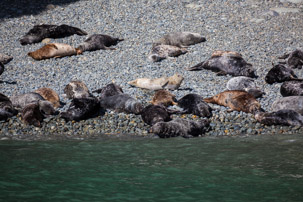 Ramsey Island - 14 April 2014 / Seals