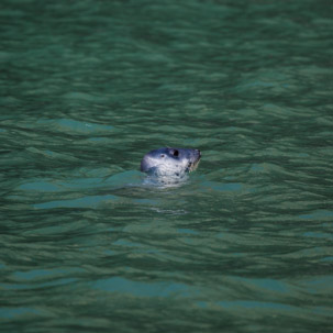 Ramsey Island - 14 April 2014 / Seals