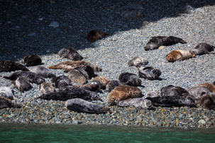 Ramsey Island - 14 April 2014 / Seals