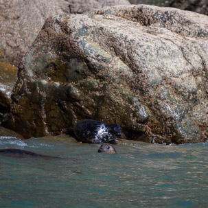 Ramsey Island - 14 April 2014 / Seals