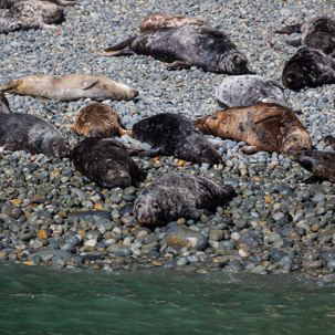 Ramsey Island - 14 April 2014 / Seals