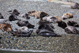 Ramsey Island - 14 April 2014 / Seals