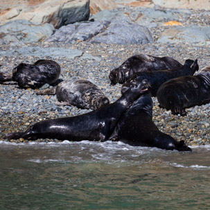 Ramsey Island - 14 April 2014 / Seals