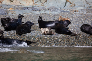 Ramsey Island - 14 April 2014 / Seals