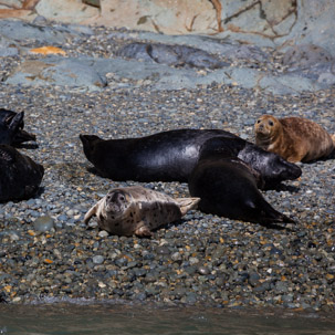 Ramsey Island - 14 April 2014 / Seals