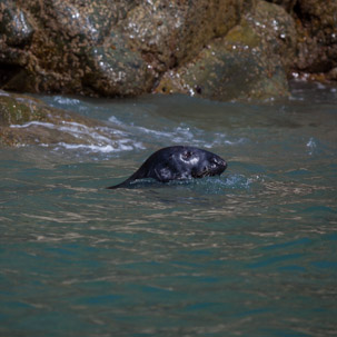 Ramsey Island - 14 April 2014 / Seals