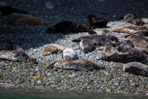 Ramsey Island - 14 April 2014 / Seals