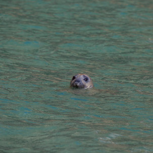 Ramsey Island - 14 April 2014 / Seals