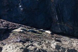 Ramsey Island - 14 April 2014 / Seals enjoying the sunshine