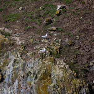Ramsey Island - 14 April 2014 / Seagulls