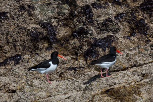 Ramsey Island - 14 April 2014 / Oyster catchers