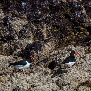 Ramsey Island - 14 April 2014 / Oyster catchers
