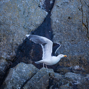 Ramsey Island - 14 April 2014