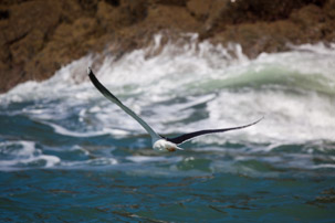 Ramsey Island - 14 April 2014 / Bird