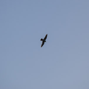 Ramsey Island - 14 April 2014 / Bird of prey