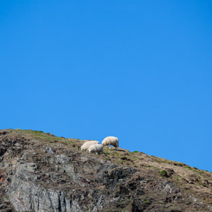 Ramsey Island - 14 April 2014 / Sheeps