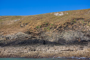 Ramsey Island - 14 April 2014 / Ramsey Island