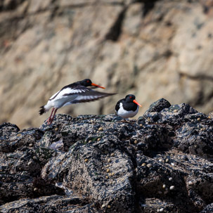 Ramsey Island - 14 April 2014 / Ramsey Island