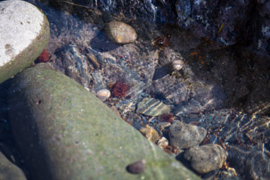 Trefin Beach - 14 April 2014 / Rock pooling