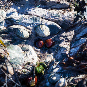 Trefin Beach - 14 April 2014 / Rock pooling