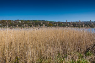 Cardigan - 15 April 2014 / RSPB Cardigan Nature Reserve