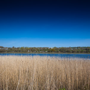 Cardigan - 15 April 2014 / RSPB Cardigan Nature Reserve