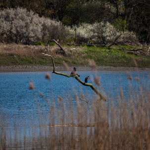 Cardigan - 15 April 2014 / RSPB Cardigan Nature Reserve