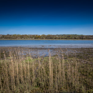 Cardigan - 15 April 2014 / RSPB Cardigan Nature Reserve