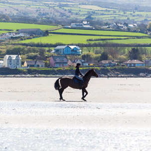 Newport - 15 April 2014 / Horse on the beach