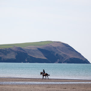 Newport - 15 April 2014 / Horse on the beach