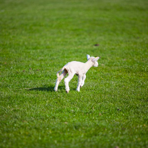 Dinas Island - 15 April 2014 / Dinas Island Farm