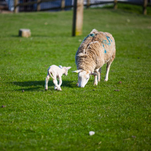 Dinas Island - 15 April 2014 / Dinas Island Farm