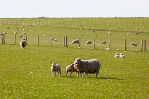 Dinas Island - 15 April 2014 / Dinas Island Farm