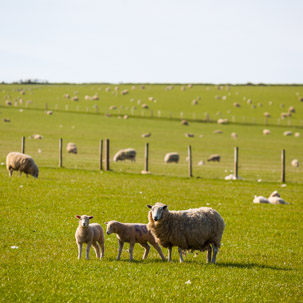 Dinas Island - 15 April 2014 / Dinas Island Farm