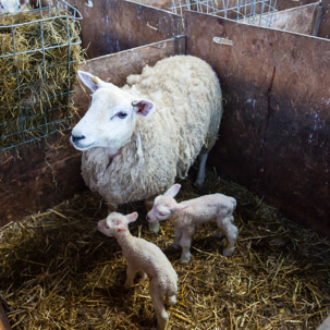 Dinas Island - 15 April 2014 / Lambing shed