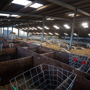 Dinas Island - 15 April 2014 / Lambing shed